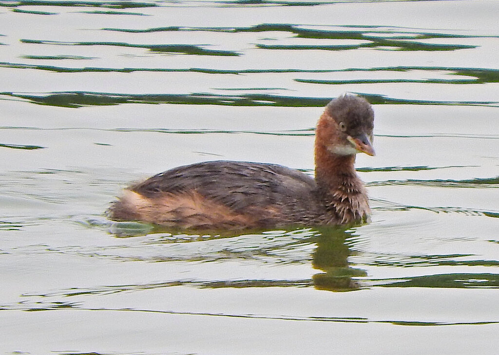 等々力緑地公園・・釣り堀池で　カイツブリ　１
