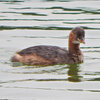 等々力緑地公園・・釣り堀池で　カイツブリ　１