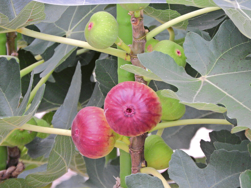 無花果　１