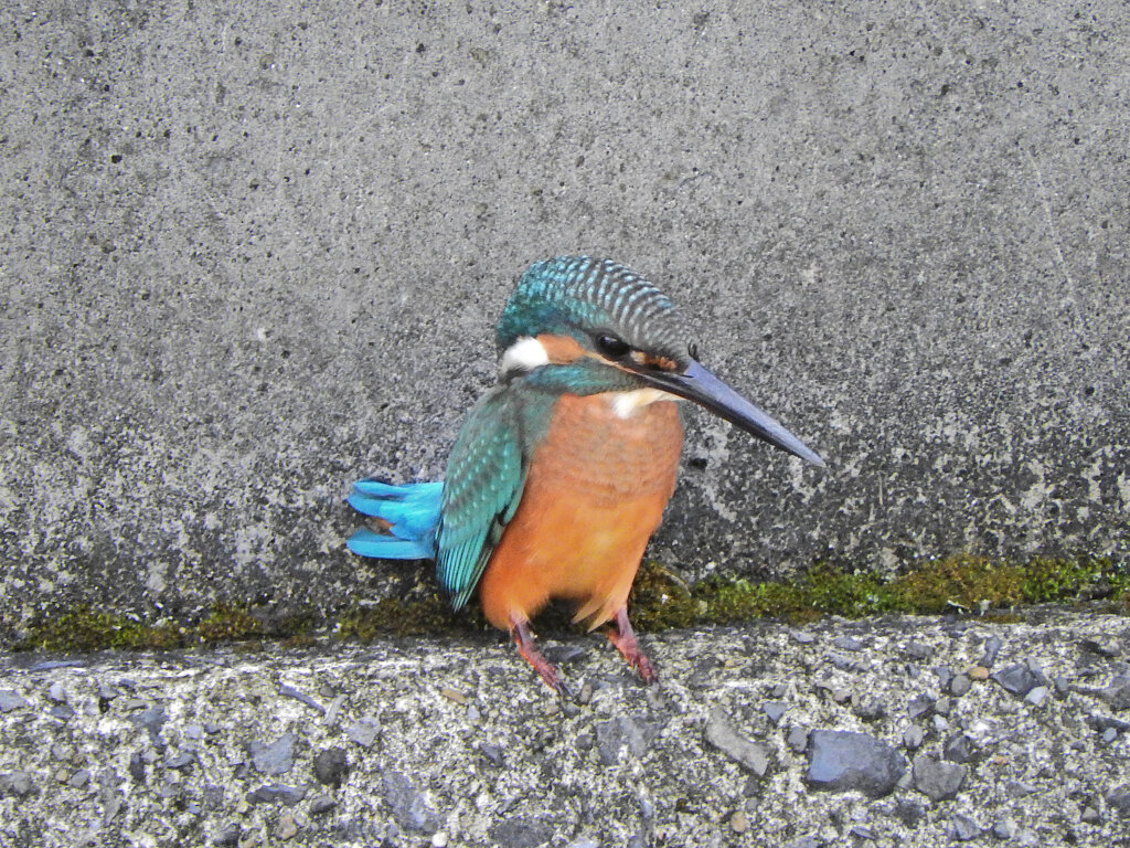 久々のカワセミさん　３