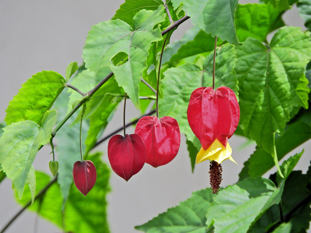 アプチロン・チロリアンランプ　２