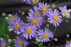紫苑 （しおん）　４
