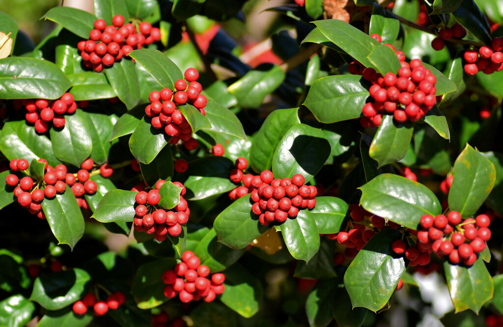 柊黐 （ひいらぎもち）、チャイニーズ・ホーリー、支那柊（しなひいらぎ）８