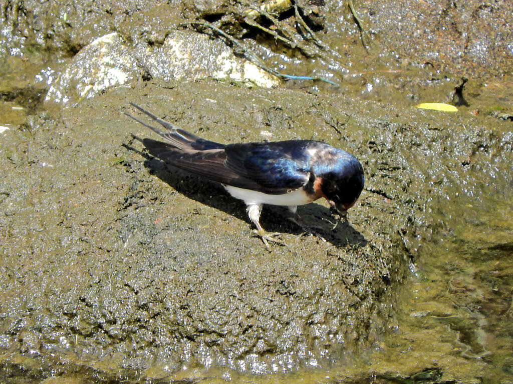燕さんがお家の建築資材を調達中！　６