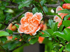 八重咲き石榴の花　１