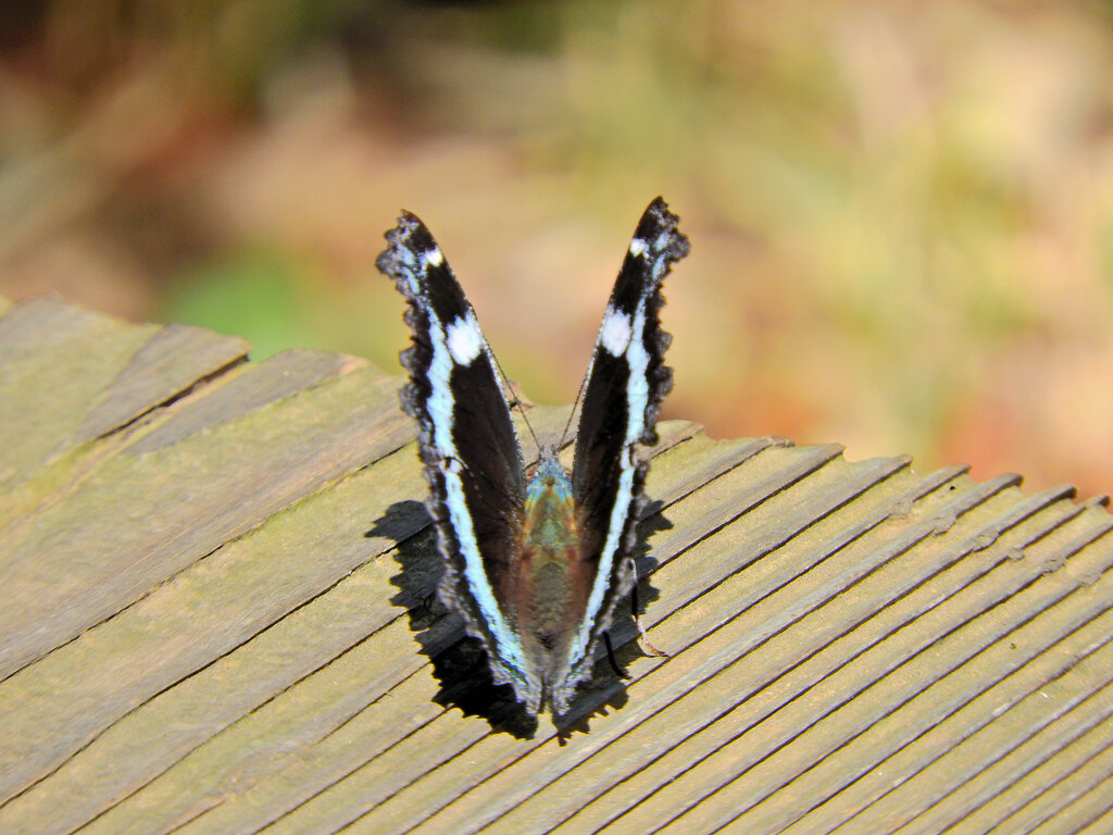 ルリタテハ 　チョウ目　タテハチョウ科　タテハチョウ亜科　３