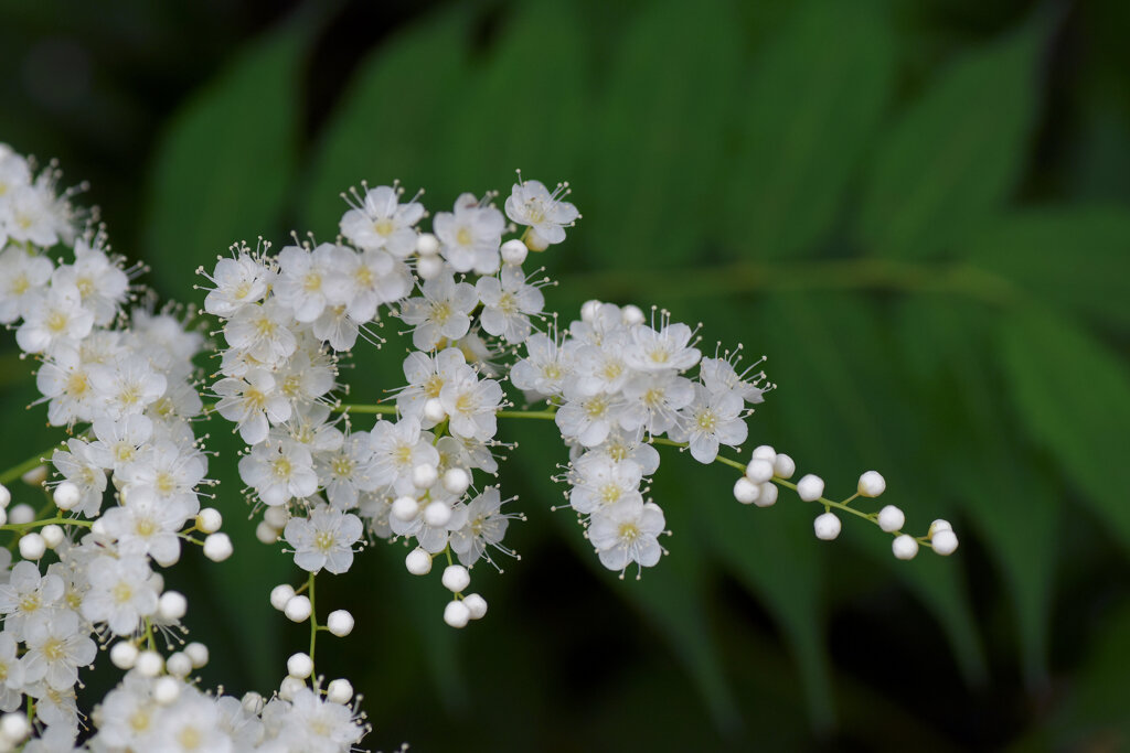 「庭七竈（にわななかまど）」の花　６
