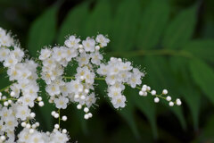 「庭七竈（にわななかまど）」の花　６
