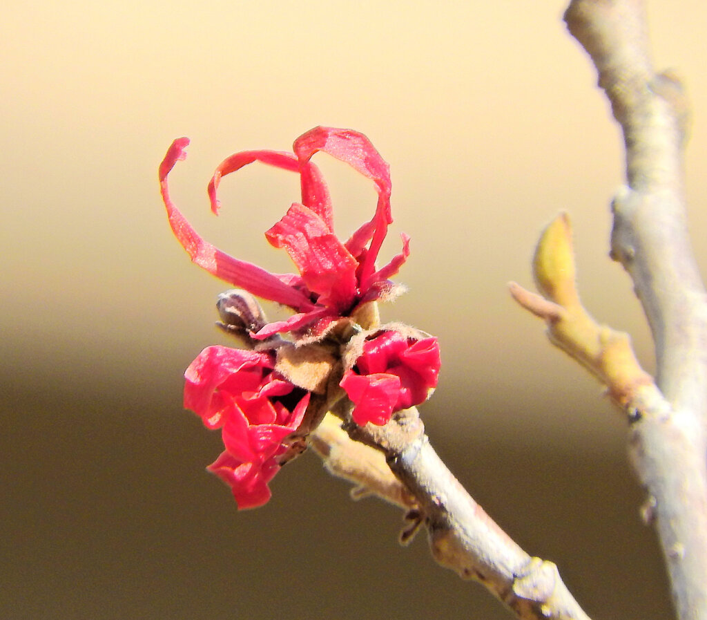  あかばなまんさく（赤花満作）が開花　２