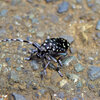 ゴマダラカミキリ 　甲虫目　カブトムシ亜目　カミキリムシ科　フトカミキリ亜科　５