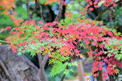 紅葉　撮り溜め　在庫処分中！　１１