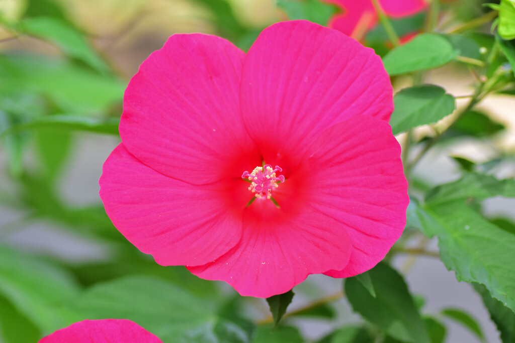 タイタンビカス　２