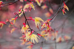 春紅葉 花　３