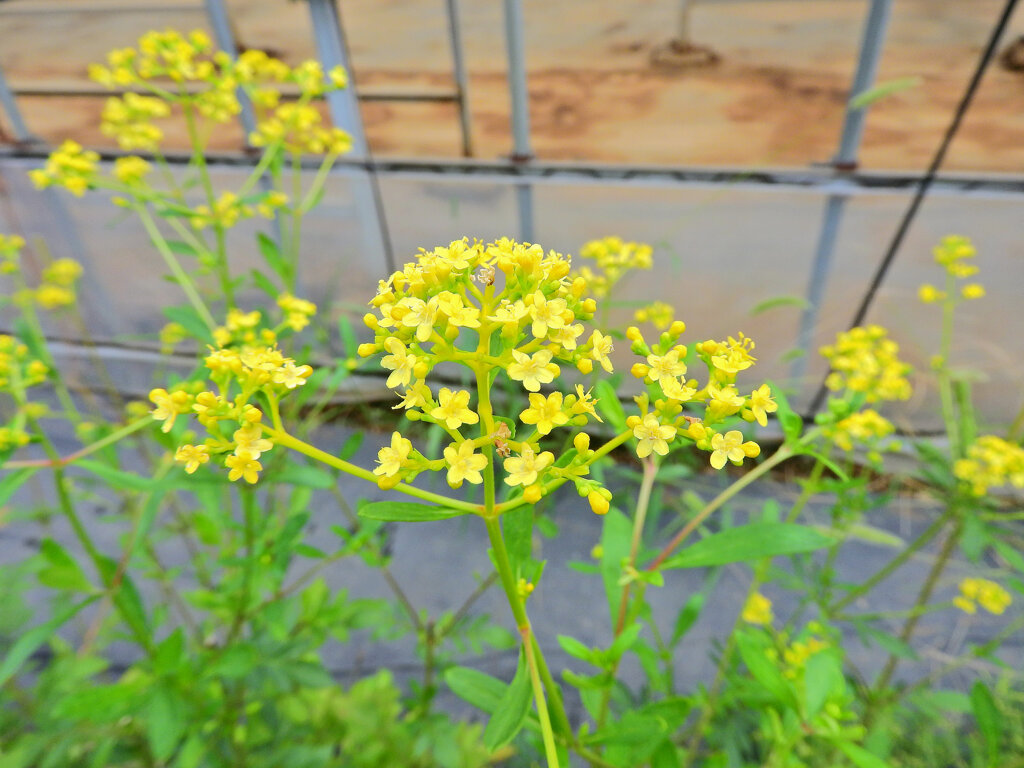 女郎花　３
