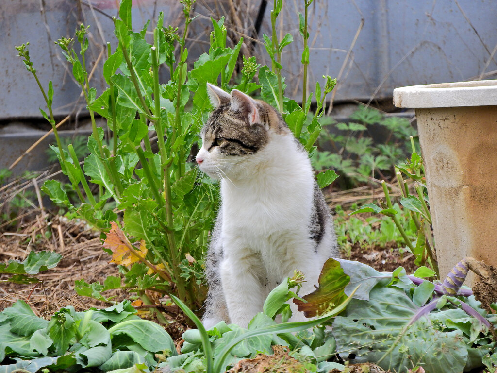 畑のニャンコ(=^☻ω☻^=)　２