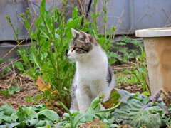 畑のニャンコ(=^☻ω☻^=)　２