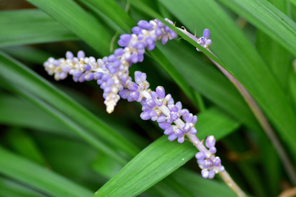 藪蘭の蕾