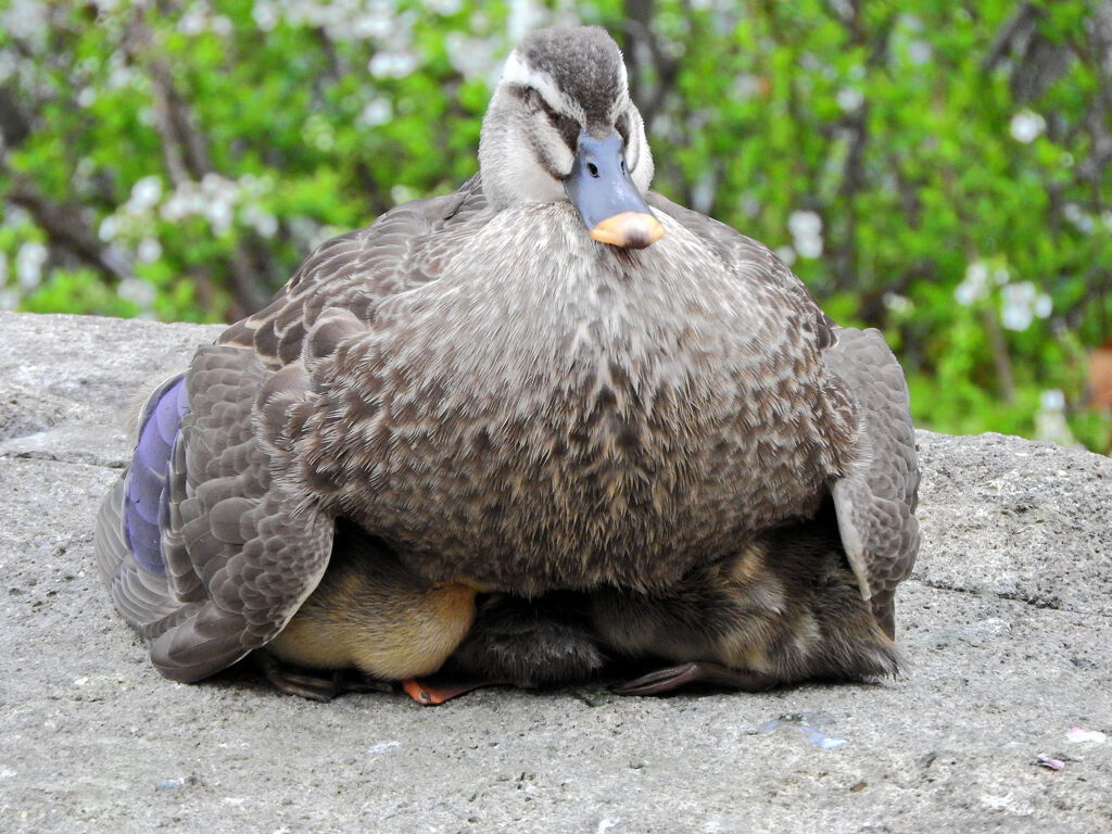 3月9日生まれの12羽の雛ちゃんのママは頑張っています1