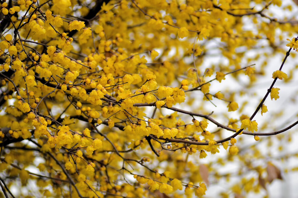 蝋梅を綺麗と思えない隣人がいる・・・３