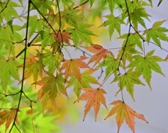 等々力緑地公園の紅葉が色付き始めました　７