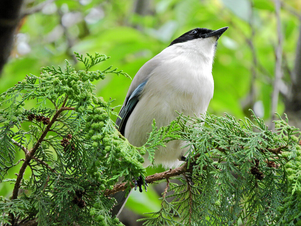 オナガさん檜の実を食べる　５