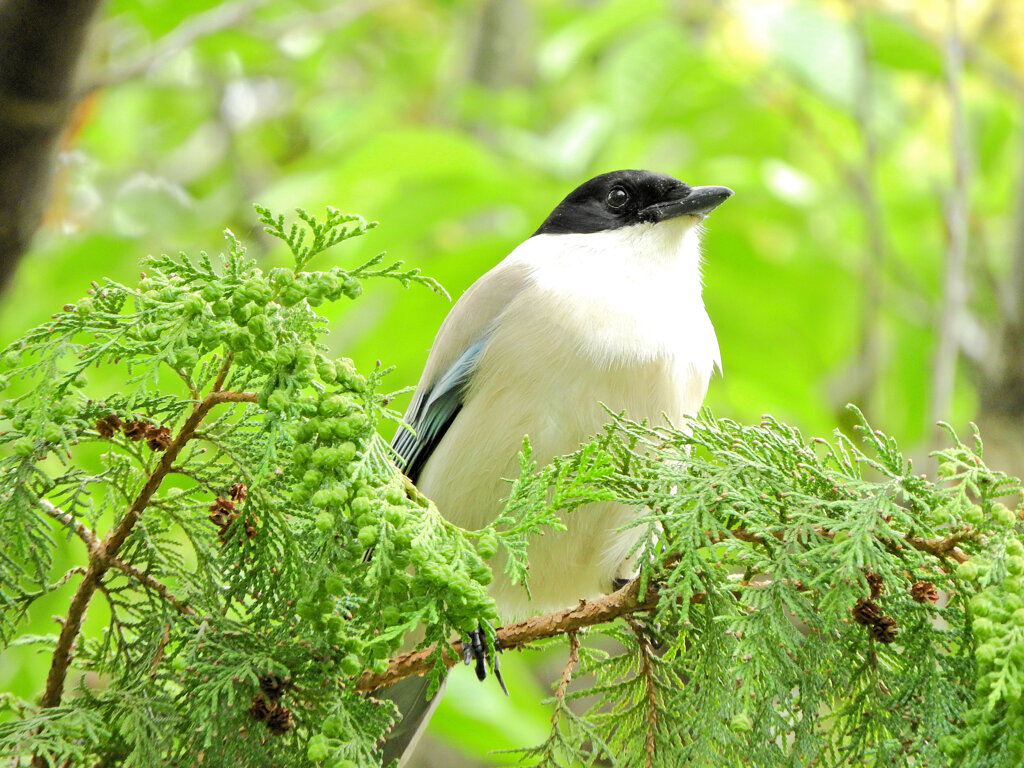 オナガさん檜の実を食べる　６