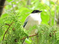 オナガさん檜の実を食べる　６