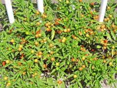 冬珊瑚の実　４