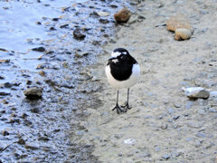 セグロセキレイ　１０