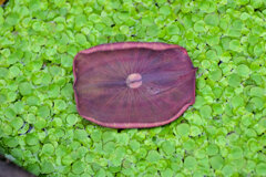 蓮の芽吹き　３