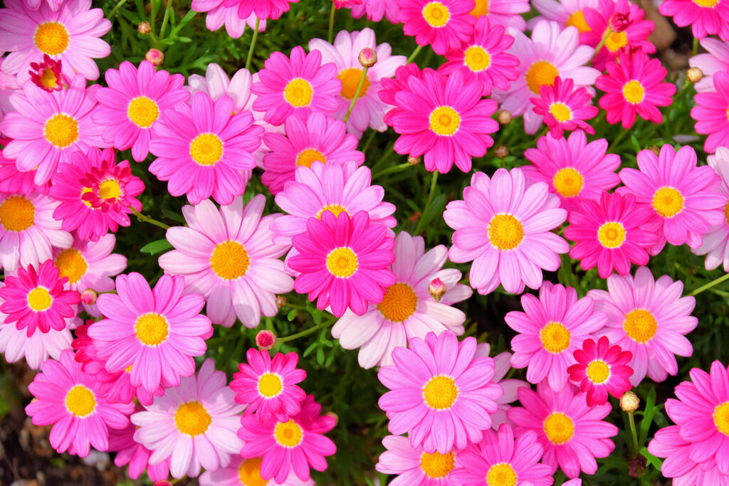 マーガレット６