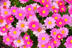 マーガレット６