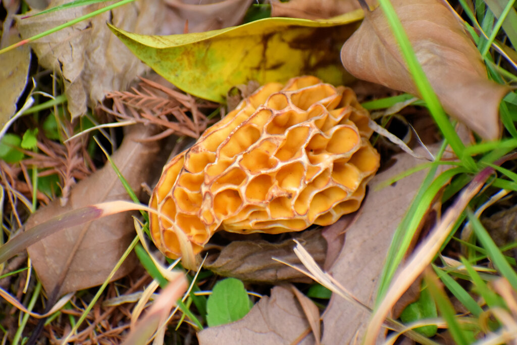 チブル星人の地球侵略か！？　アミガサタケ？　１