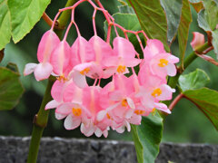 木立（きだち）ベゴニア　花　２