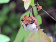 綿 （わた）   (Cotton plant)　２