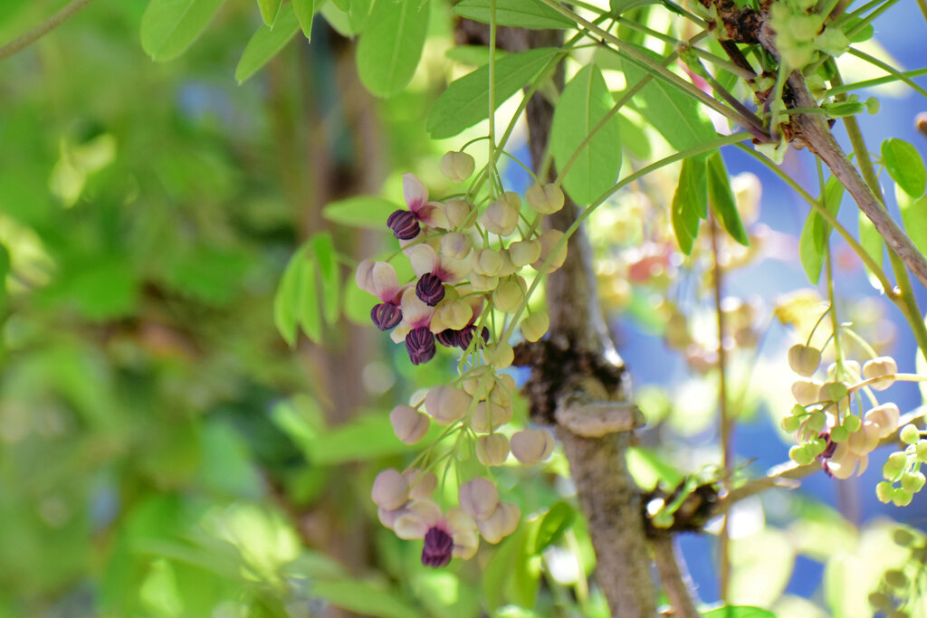 木通 （あけび）の雄花　３