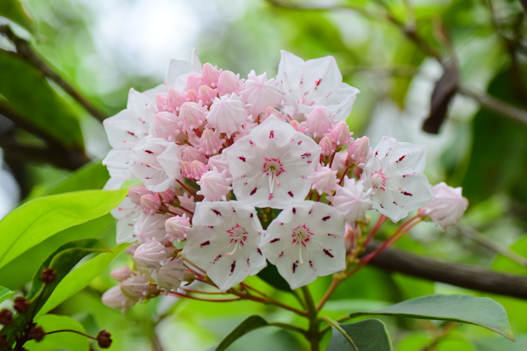 カルミア   アメリカ石楠花（しゃくなげ）　１