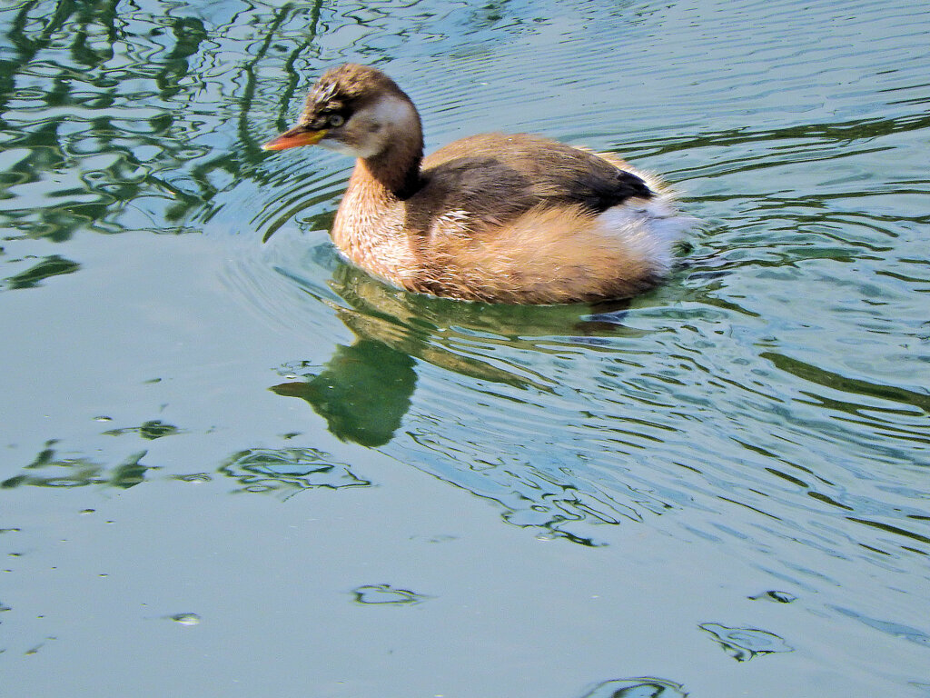 カイツブリ　３