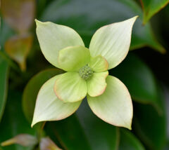 八重咲き山法師　１