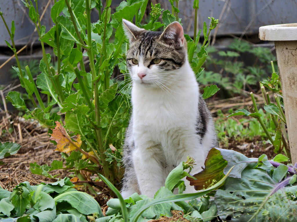 畑のニャンコ(=^☻ω☻^=)　３