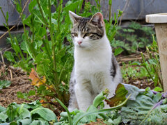 畑のニャンコ(=^☻ω☻^=)　３