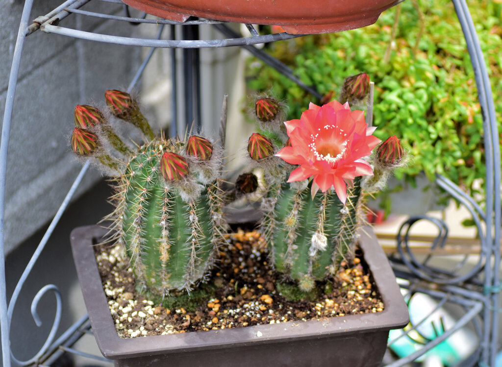 サボテンの花   4