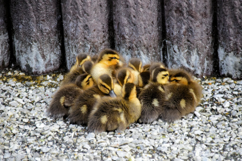 3月9日生まれのｶﾙｶﾞﾓの雛ちゃん12羽・雛ダンゴ７