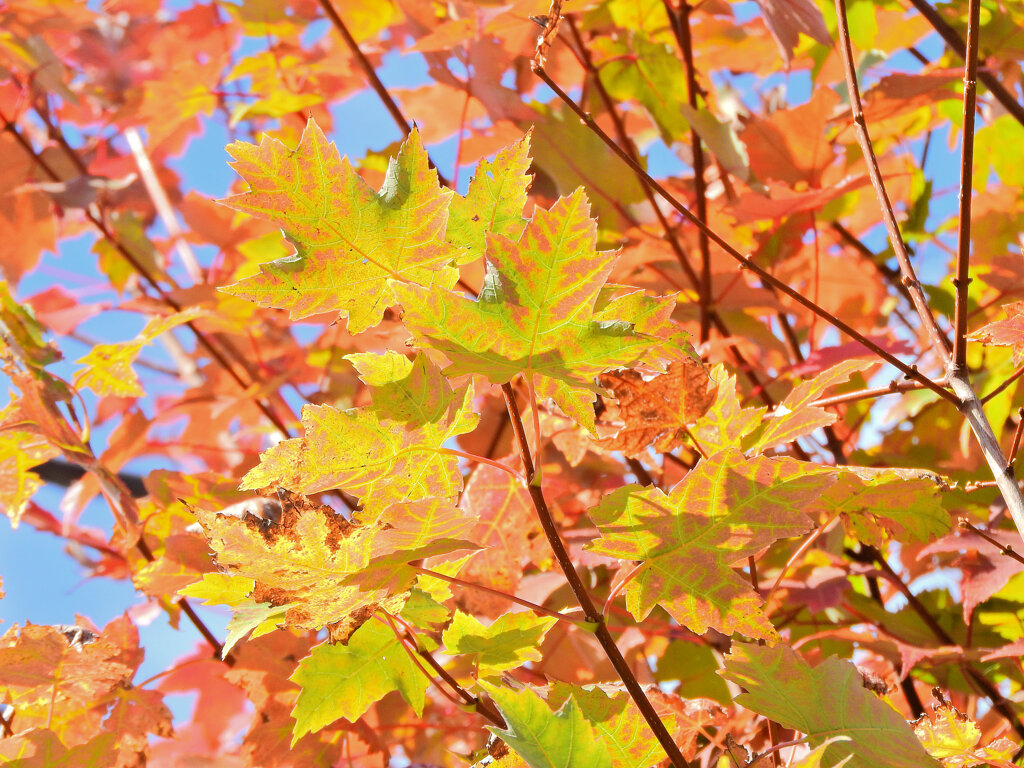 カエデの紅葉　５