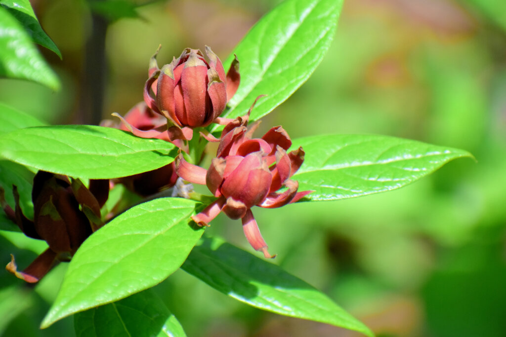 アメリカ蠟梅 （アメリカろうばい） 黒花蠟梅（くろばなろうばい）６