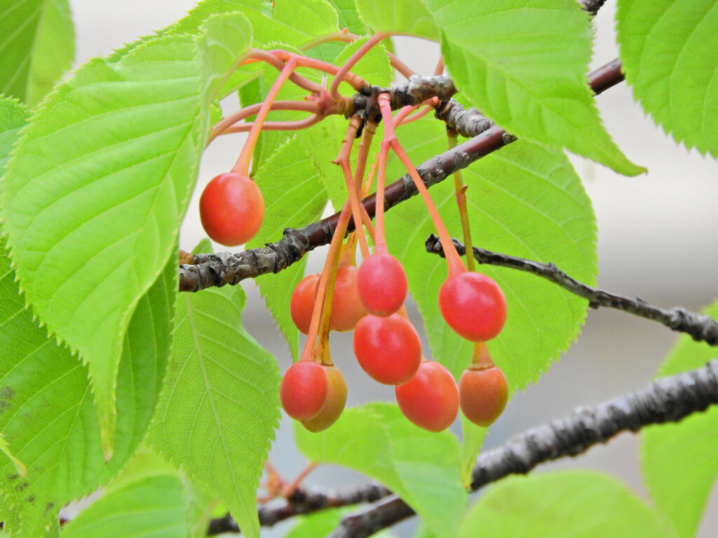 河津桜の実　３