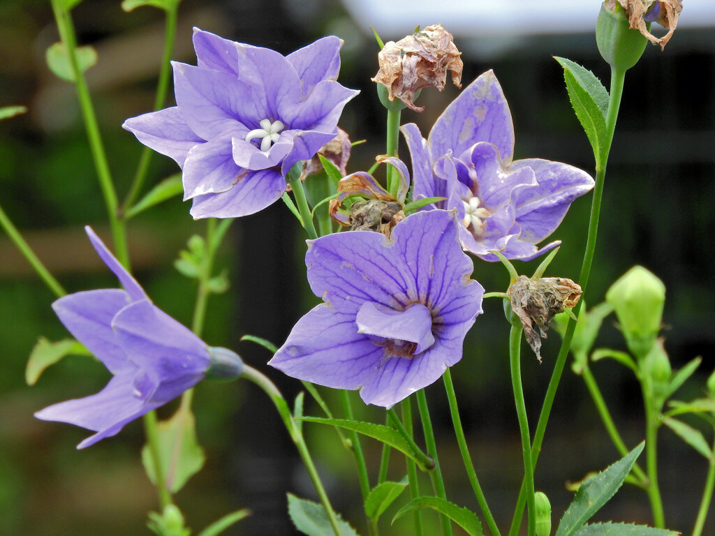 八重咲き桔梗　４