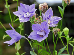 八重咲き桔梗　４