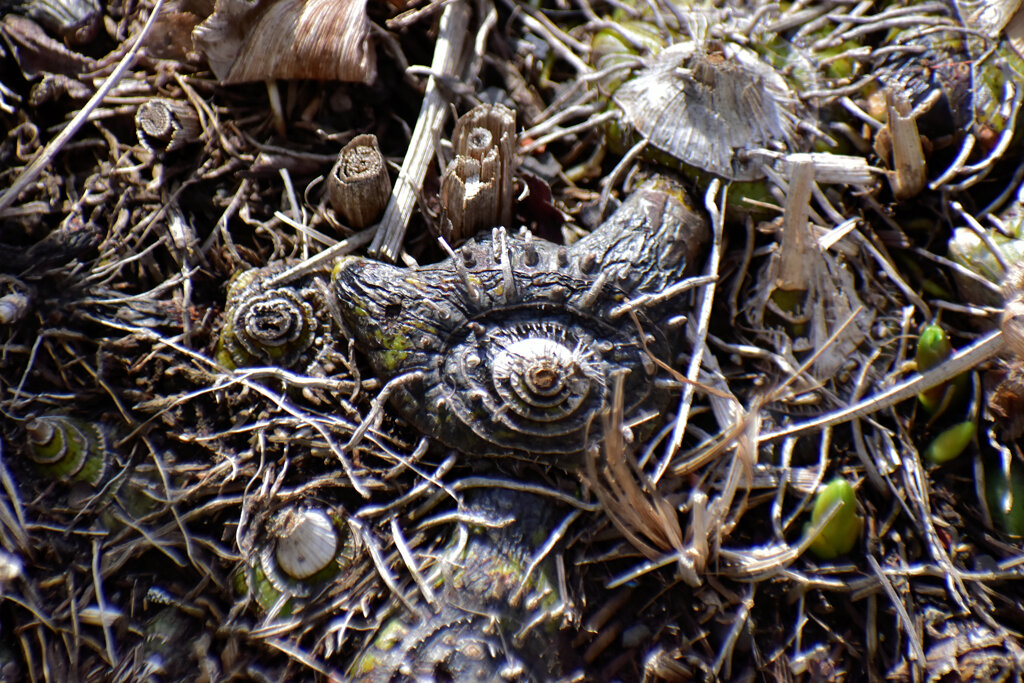 この球根の名は、シラン　２