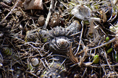 この球根の名は、シラン　２